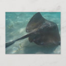 Search for stingray postcards Sea