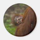 Search for loveable magnets Cute