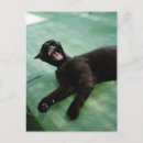 Search for yawn postcards Black