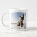 Search for purebred mugs Domestic animals