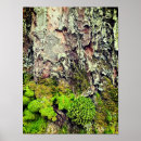 Search for moss posters Botanical