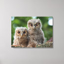 Search for young animal canvas prints Owl