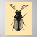 Search for beetle bug posters Entomology