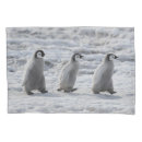 Search for penguin pillowcases Snow