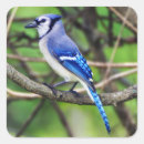 Search for jay stickers Feathers