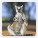 Search for cute lemur stickers Animal