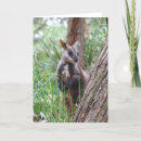 Search for wallabies cards Kangaroo