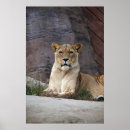 Search for lioness posters Nature