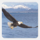 Search for leucocephalus stickers Predator