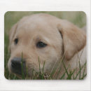 Search for yellow lab puppy electronics Retriever