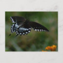 Search for pretty blue butterflies postcards Bug
