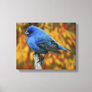 Search for male canvas prints Fauna