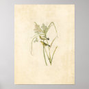 Search for warbler art Illustration