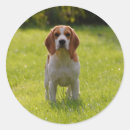 Search for dog photos stickers Modern