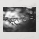 Search for pine tree photography White