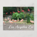 Search for flamingo postcards Animal