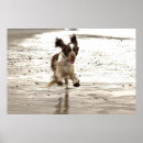 Search for springer posters Canine
