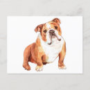 Search for funny bulldog postcards Puppy