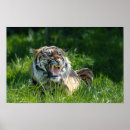 Search for roar posters Tiger