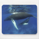 Search for vertebrate mousepads Animal