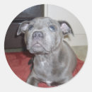 Search for puppy eyes stickers Pet