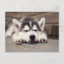 Search for husky puppy postcards Alaskan malamute