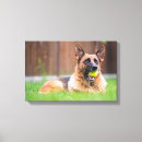 Search for ball canvas prints Animal