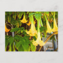 Search for l a postcards Flowers