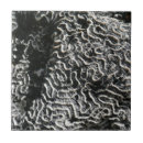 Search for black and white photo tiles Nature