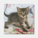 Search for kitten magnets Cute kitty