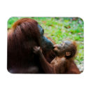 Search for daytime magnets Animal