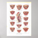 Search for larynx Throat