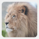 Search for majestic lion stickers Strength