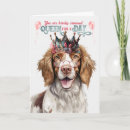 Search for springer spaniel birthday cards Spaniels