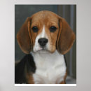 Search for beagle posters Canine