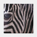 Search for zebra square magnets Stripes