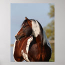 Search for paint stallion posters Headshot