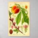 Search for kitchen garden posters Food