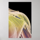 Search for shoulder posters Medical