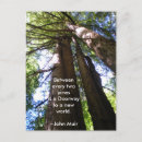 Search for redwood postcards California