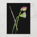 Search for buddhist symbols postcards Lotus