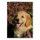 Search for retreiver postcards Goldie