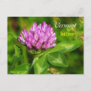 Search for clover postcards Pink