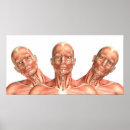 Search for head anatomy posters Illustration