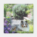 Search for shelties magnets Sheepdogs