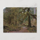 Search for moss postcards Hoh rain forest