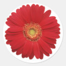 Search for red daisy flower stickers Gerbera