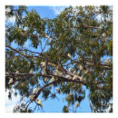 Search for cockatoo art posters White