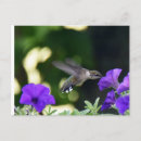 Search for hummingbird postcards Nature