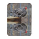 Search for chicken magnets Hen